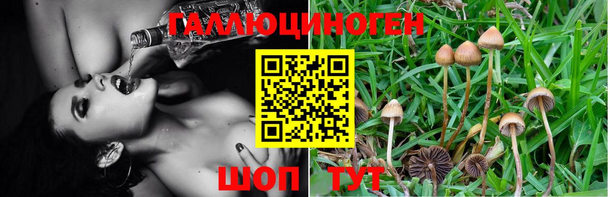 Псилоцибиновые грибы Psilocybe Ефремов